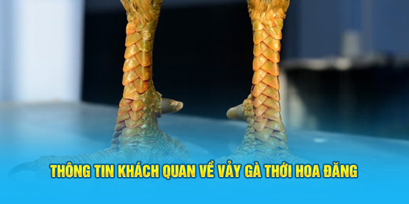 Thông tin khách quan về vảy gà thới hoa đăng