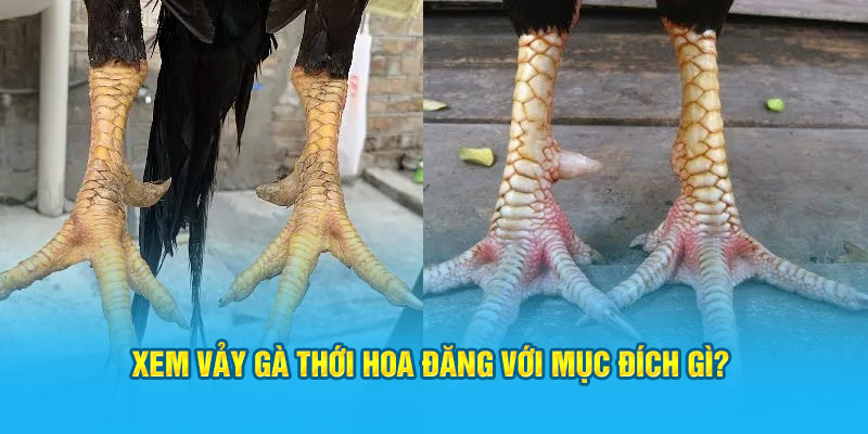 Xem vảy gà thới hoa đăng với mục đích gì?